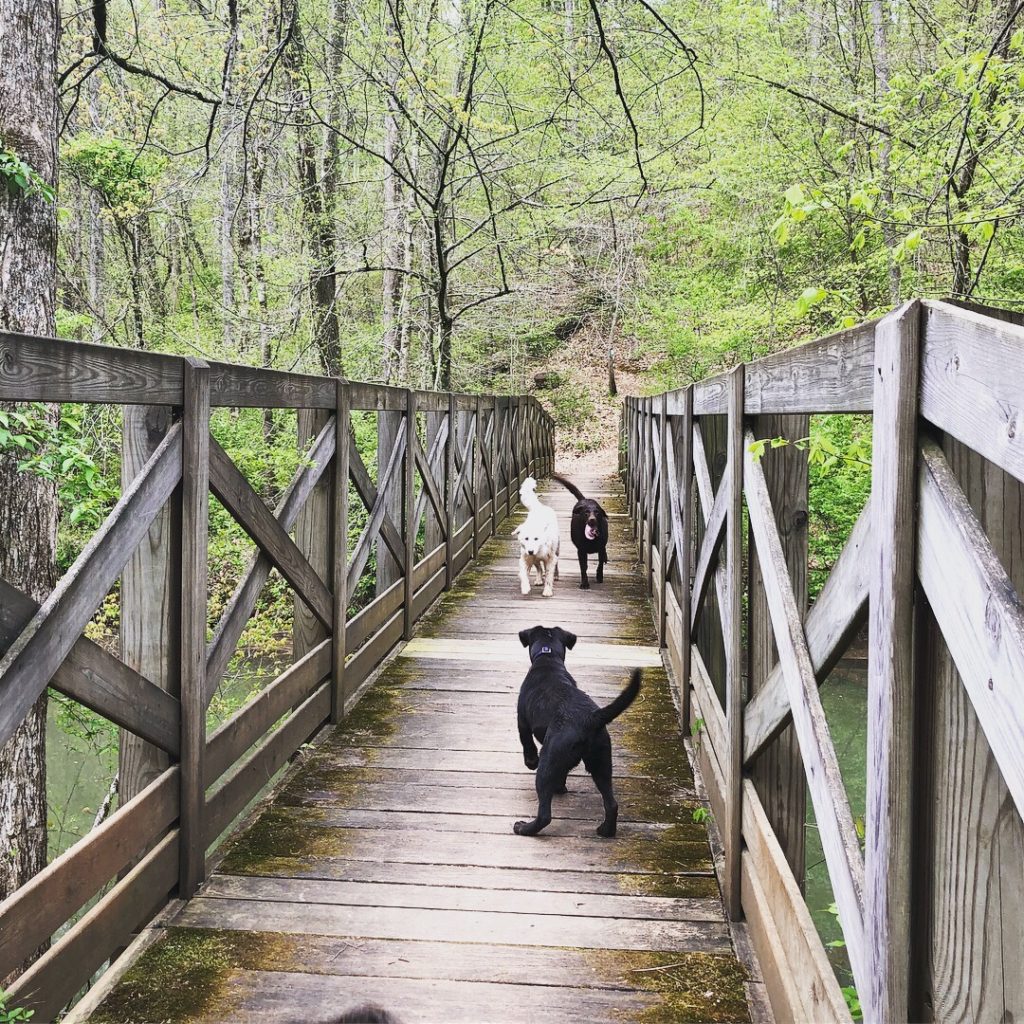 Dog Friendly Hikes Near Knoxville Planes, Pints, & Paws